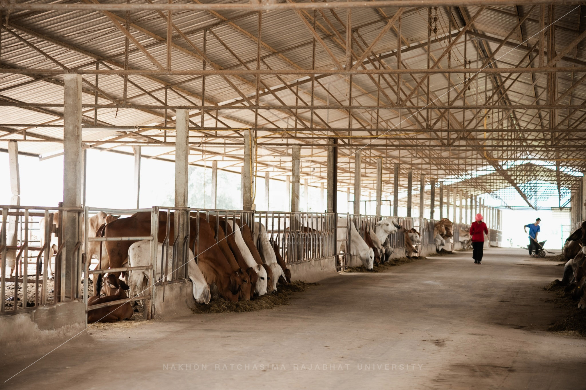 YZ Beef Cattle Farm in Si Khio District (2)